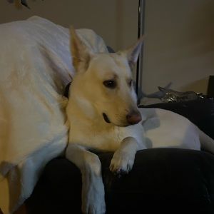 Meet your Posher, Kevin